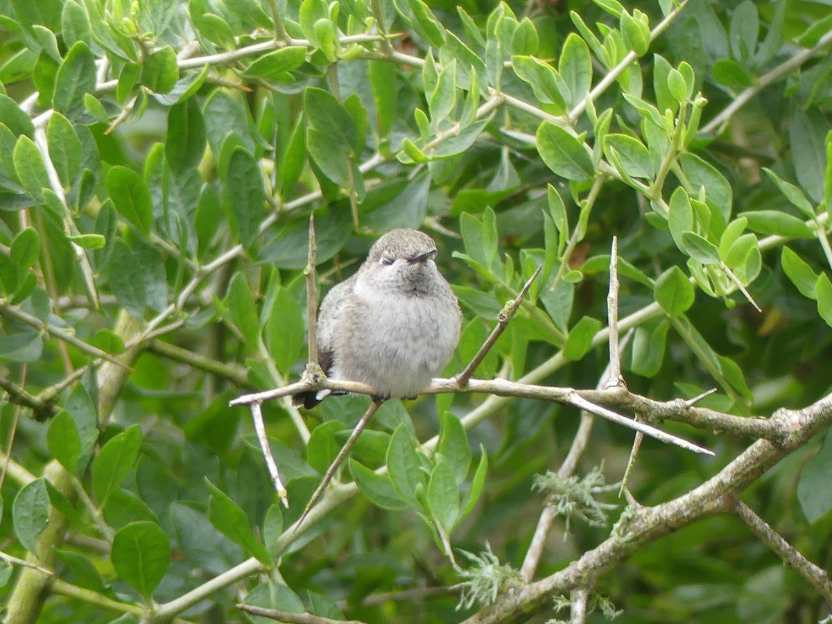 Anna's Hummingbird - ML619093431