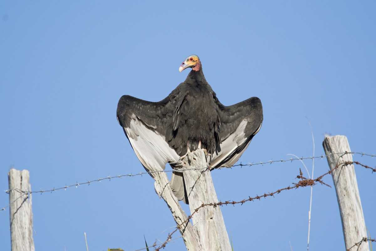 Lesser Yellow-headed Vulture - ML619093483