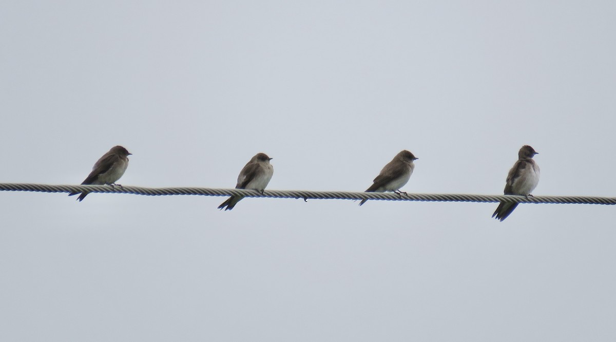 Northern Rough-winged Swallow - ML619093519
