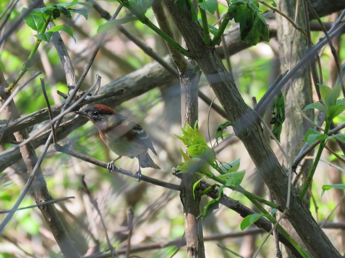 Bay-breasted Warbler - ML619093527