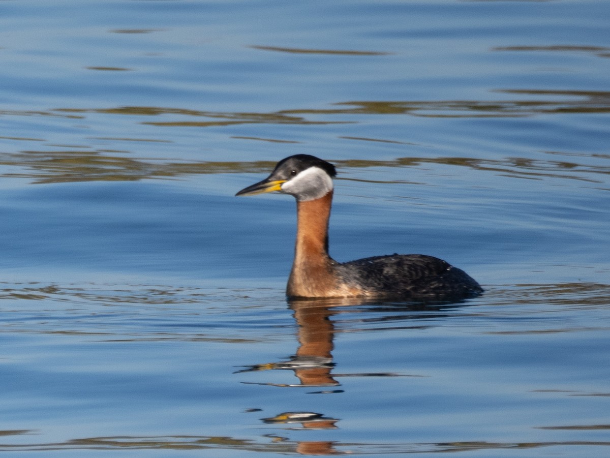 Red-necked Grebe - ML619093579