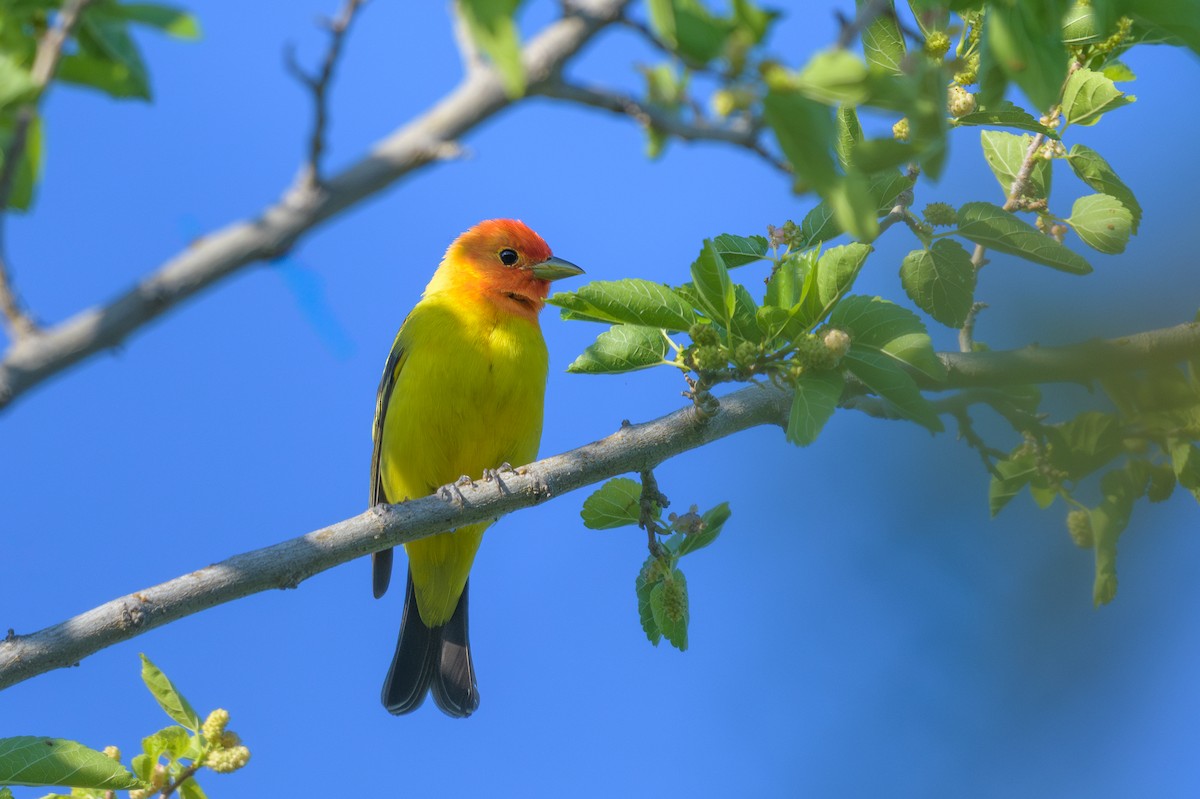 Western Tanager - ML619093590