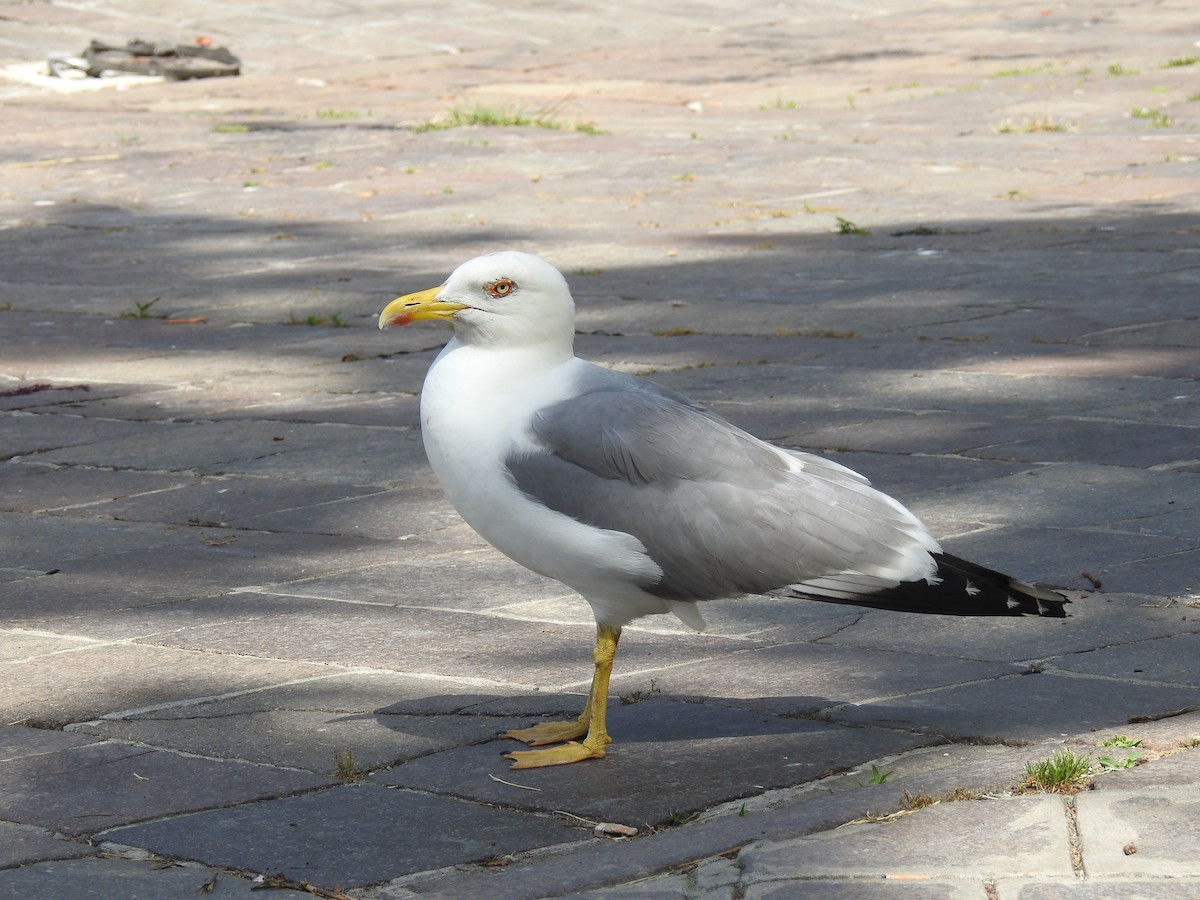 Yellow-legged Gull - ML619093594