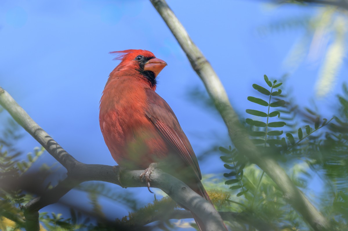 Cardinal rouge - ML619093601