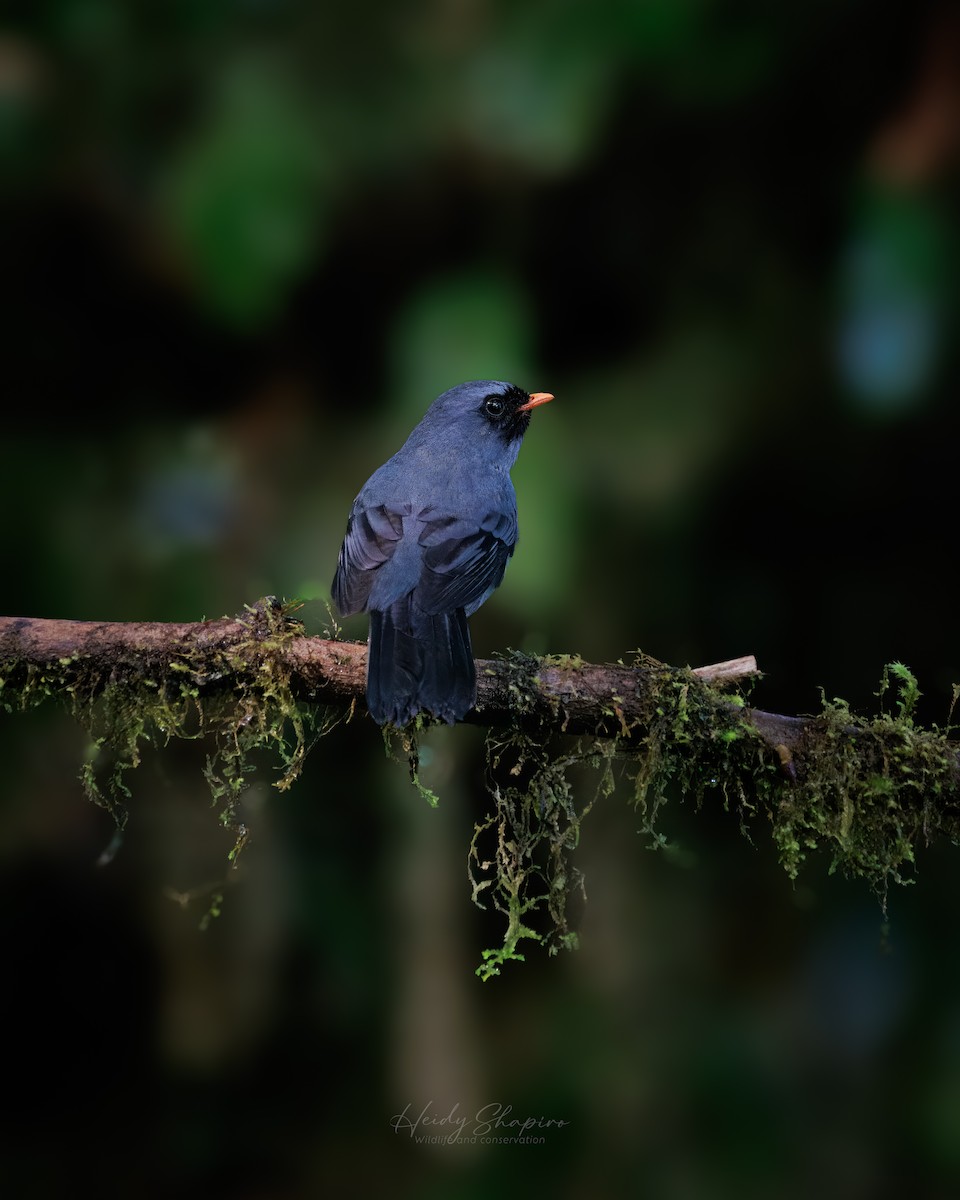 Black-faced Solitaire - ML619093655