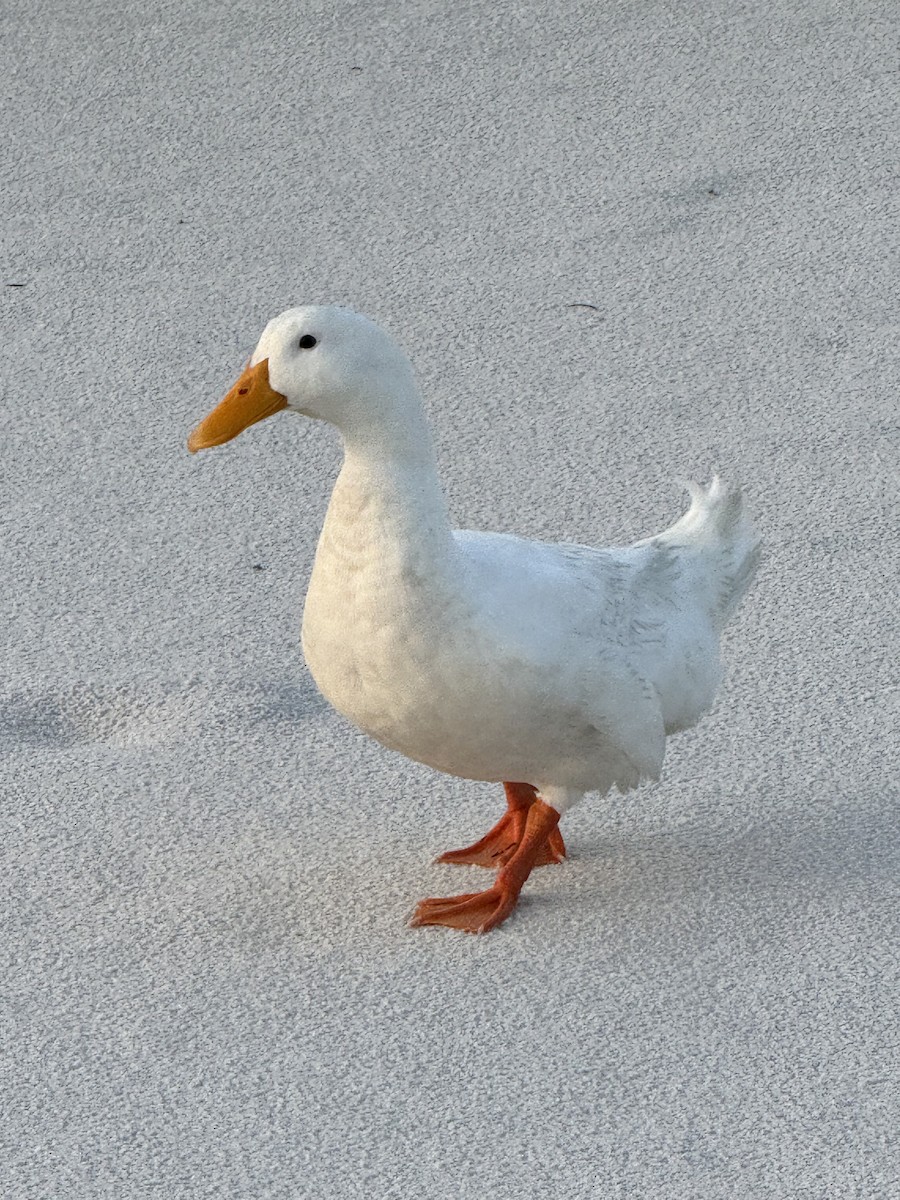 duck sp. - ML619093814