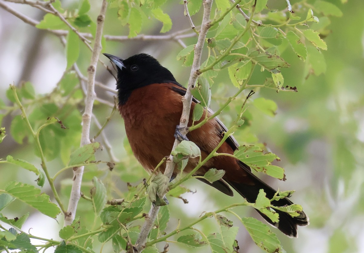 Orchard Oriole - ML619093964