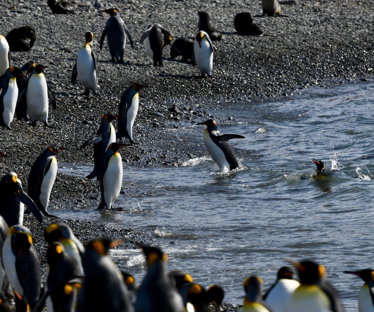 tučňák patagonský - ML619094004