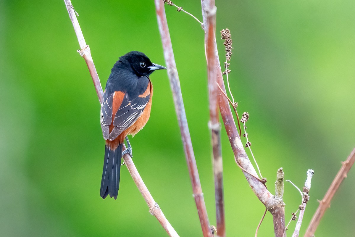 Orchard Oriole - ML619094018