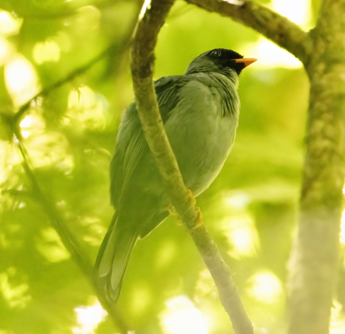 Black-faced Solitaire - ML619094021