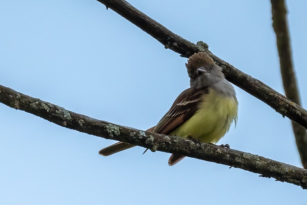 Great Crested Flycatcher - ML619094044