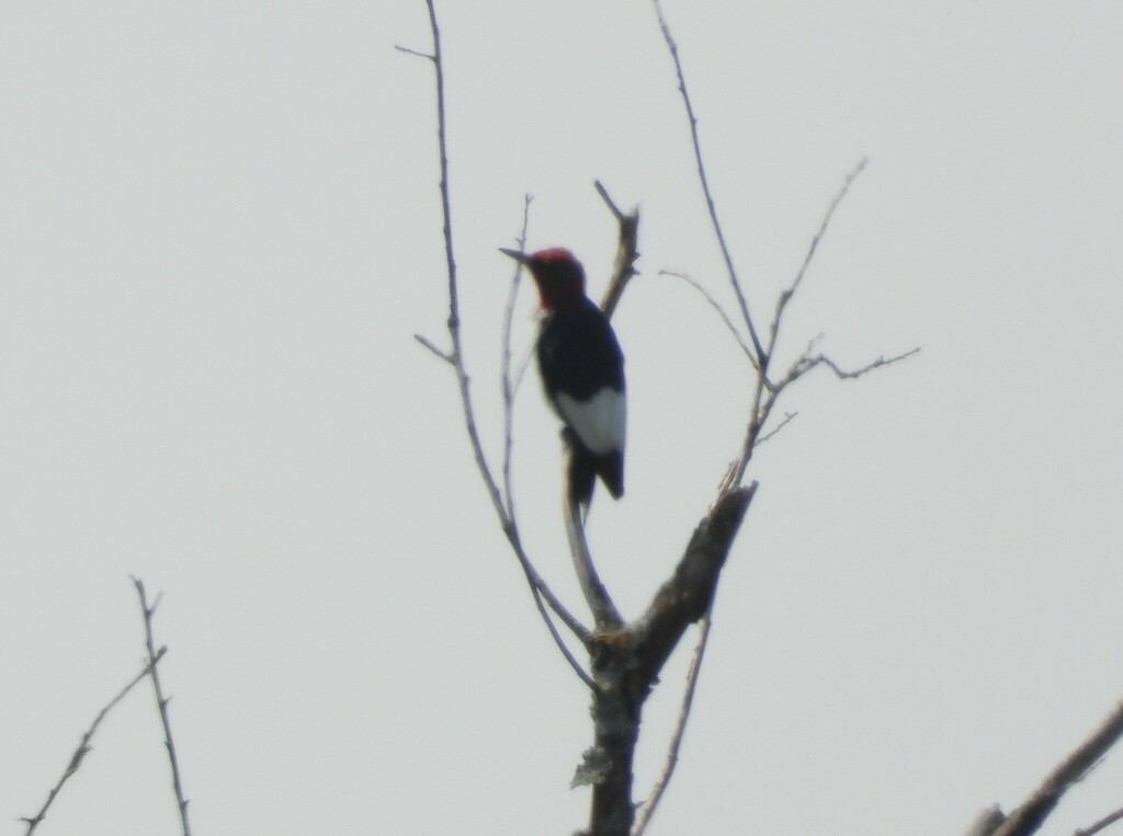 Red-headed Woodpecker - ML619094089