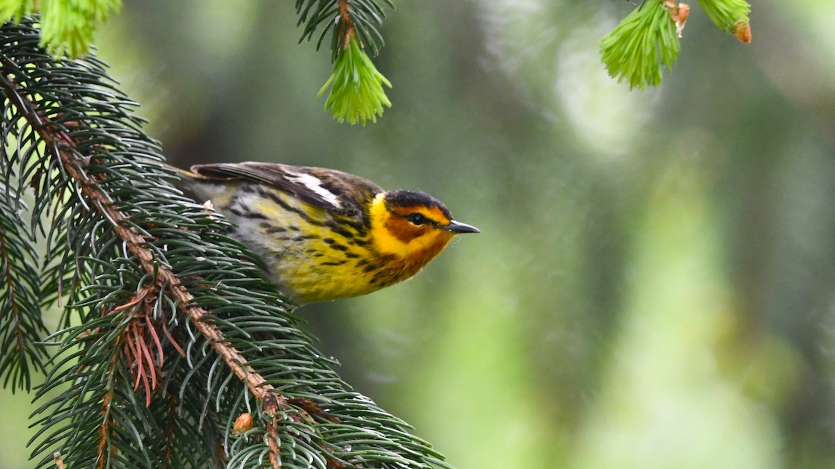 Cape May Warbler - ML619094107