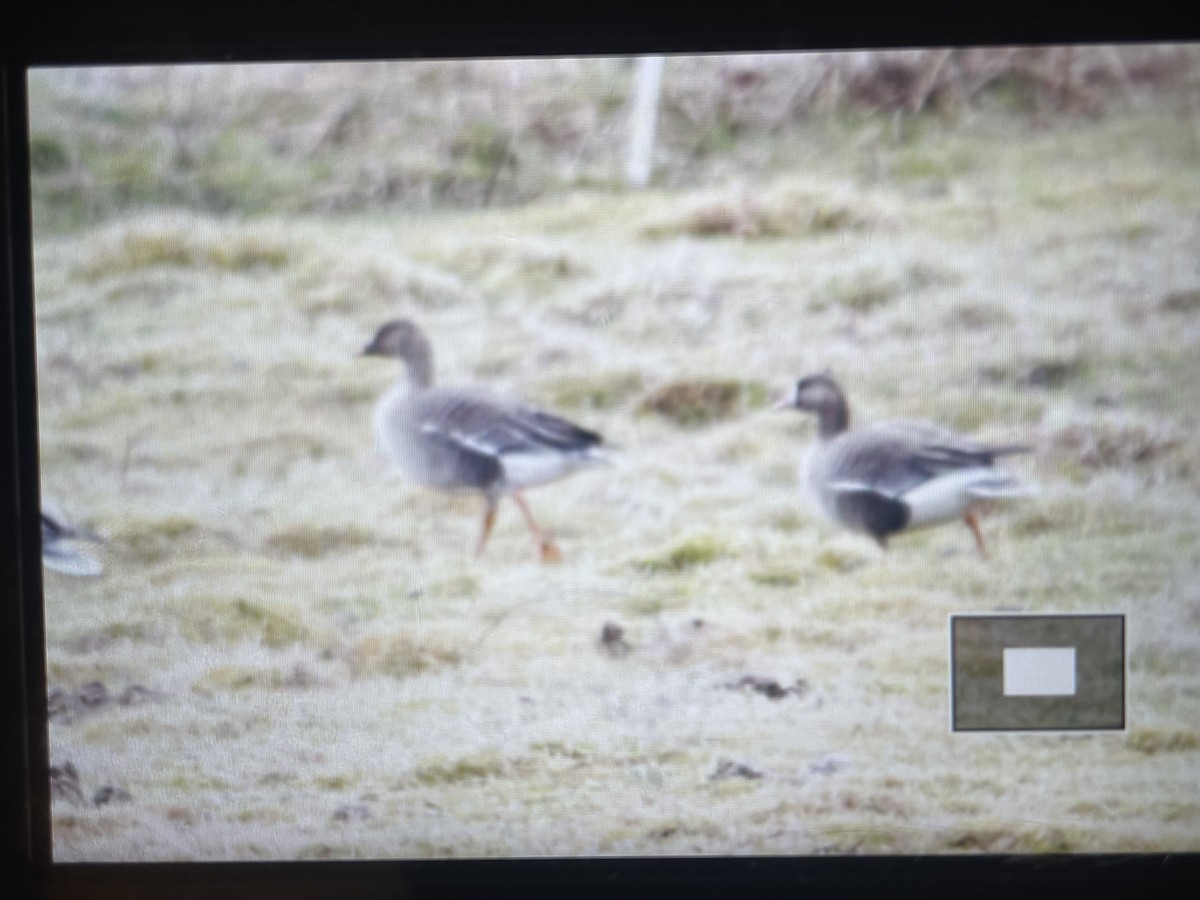 Greater White-fronted Goose - ML619094116