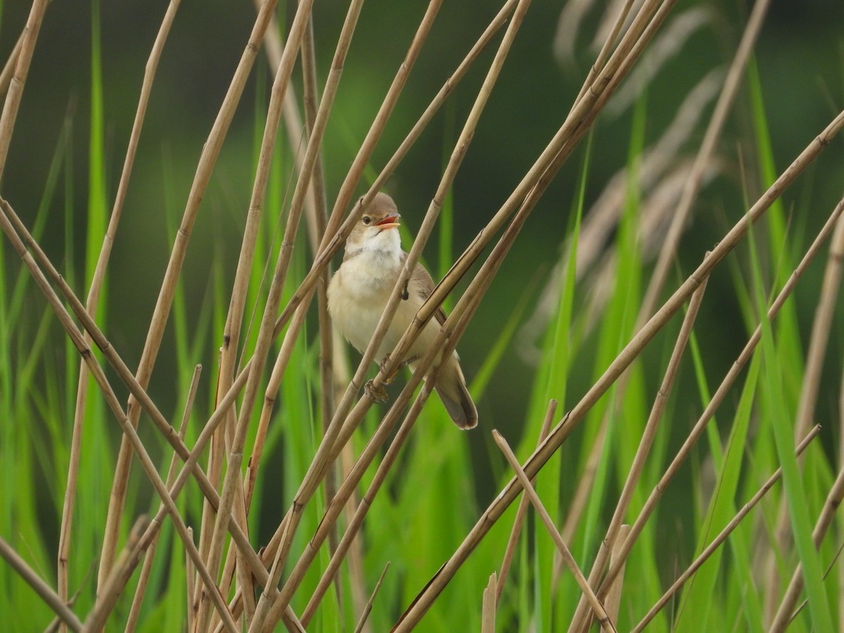 Common Reed Warbler - ML619094124