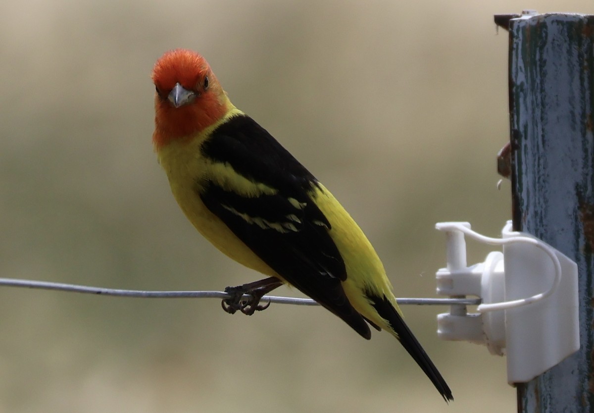 Western Tanager - ML619094128