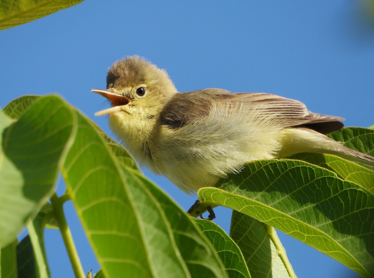 Melodious Warbler - ML619094215