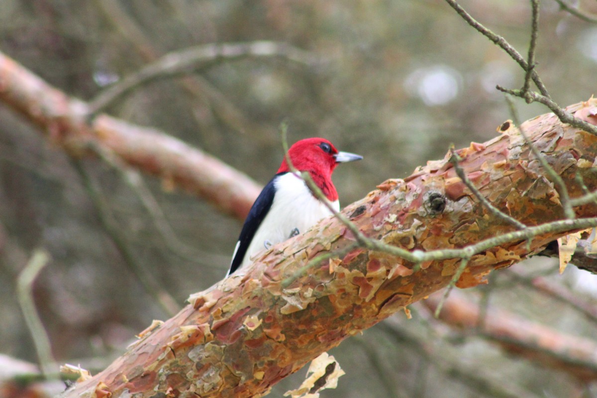 Red-headed Woodpecker - ML619094234