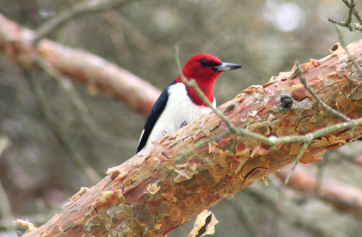 Red-headed Woodpecker - ML619094235