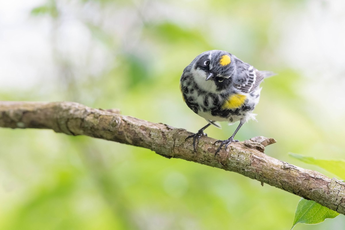 Yellow-rumped Warbler (Myrtle) - ML619094251