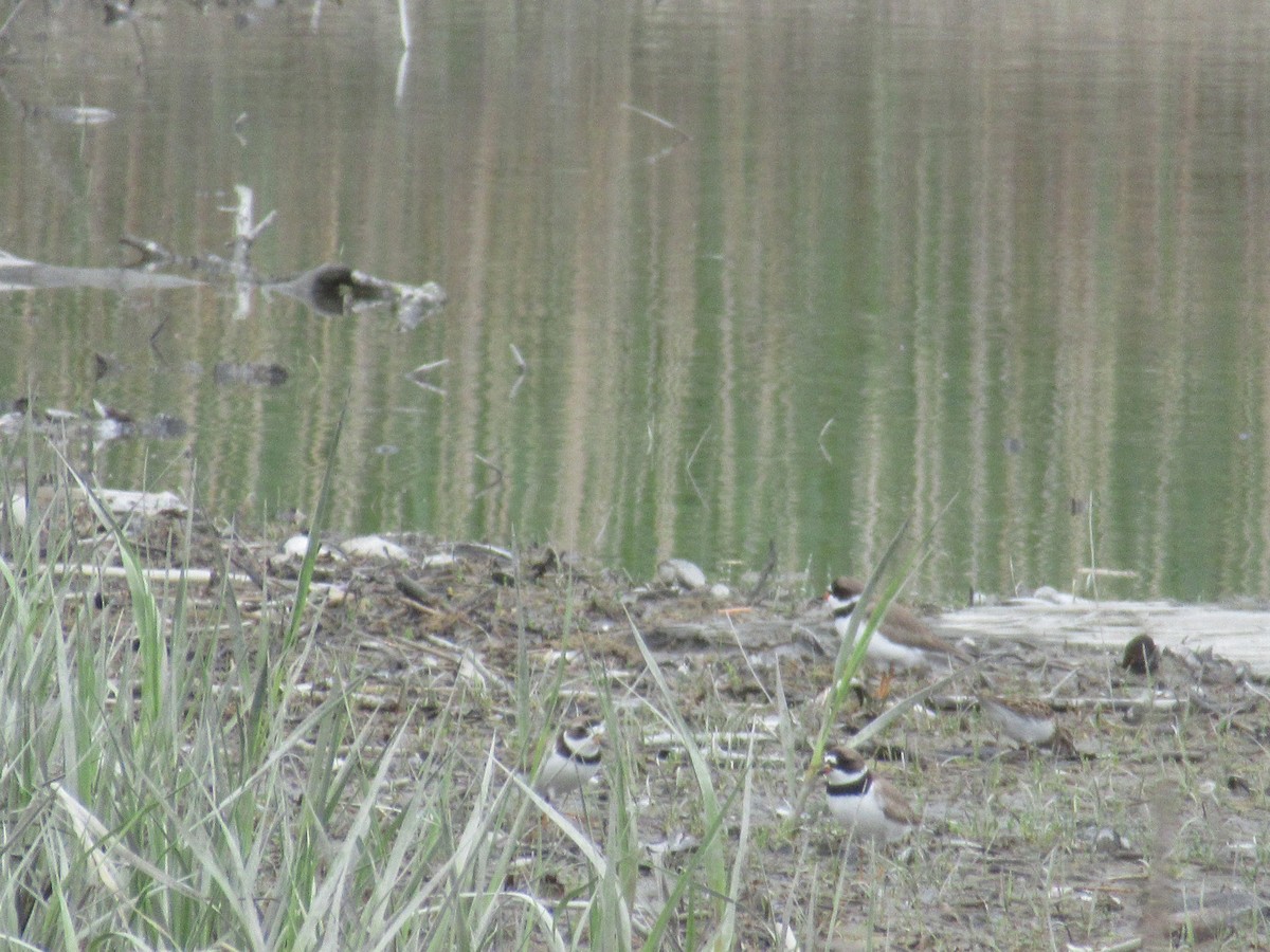 Semipalmated Plover - ML619094263