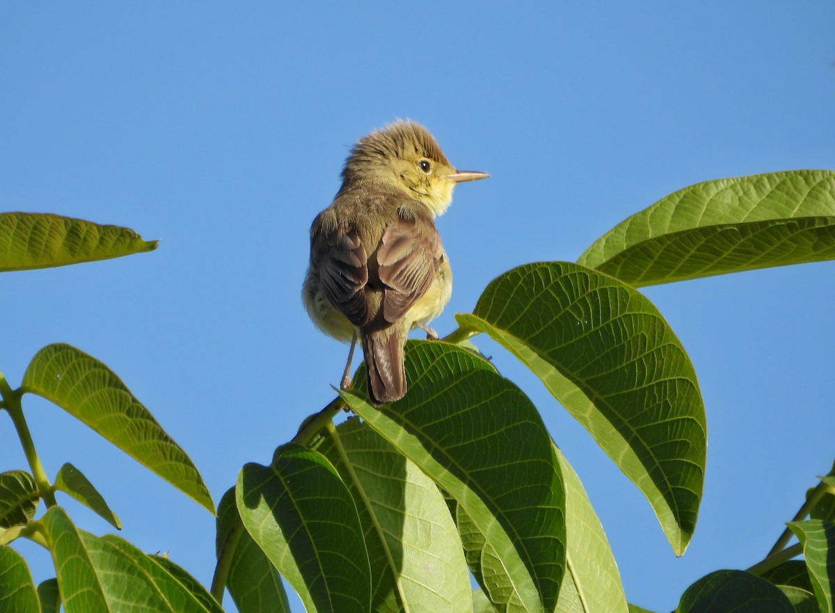 Melodious Warbler - ML619094277