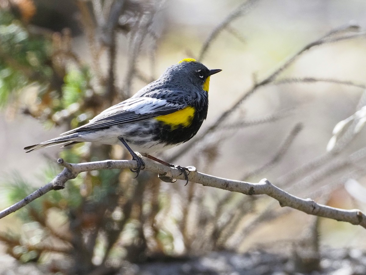 Yellow-rumped Warbler (Audubon's) - ML619094279