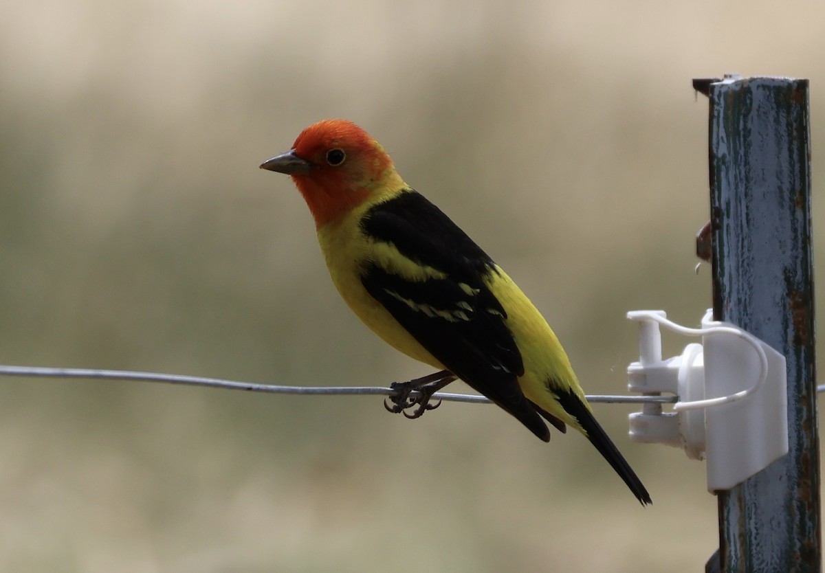 Western Tanager - ML619094282