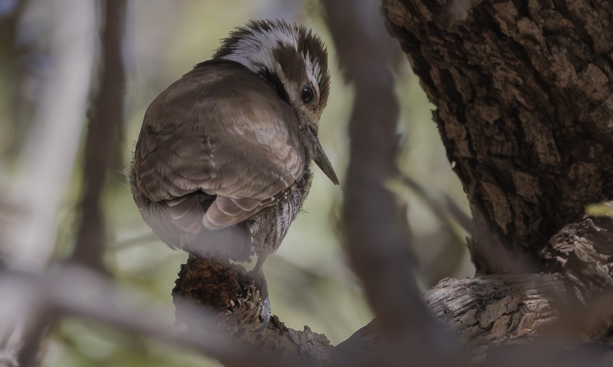 Arizona Woodpecker - ML619094287