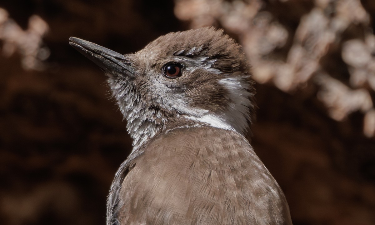 Arizona Woodpecker - ML619094288