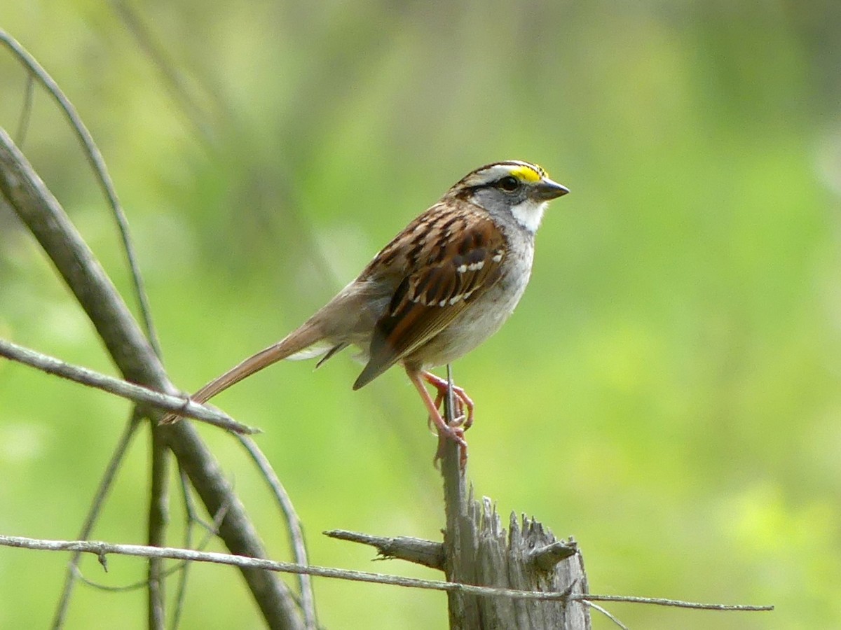 White-throated Sparrow - ML619094294