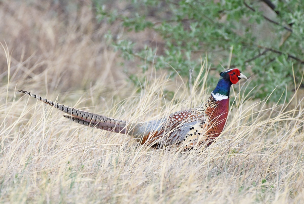 Ring-necked Pheasant - ML619094323