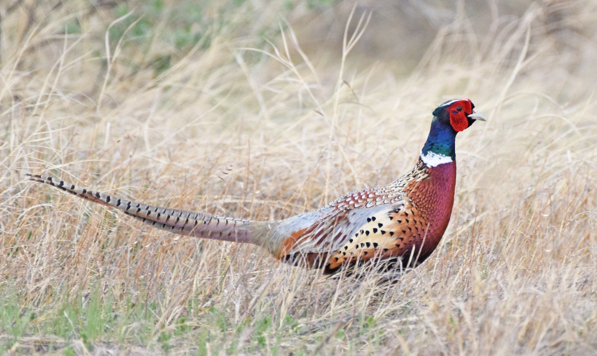 Ring-necked Pheasant - ML619094324
