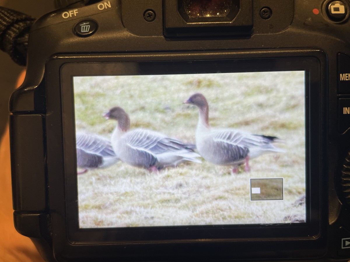 Pink-footed Goose - ML619094344