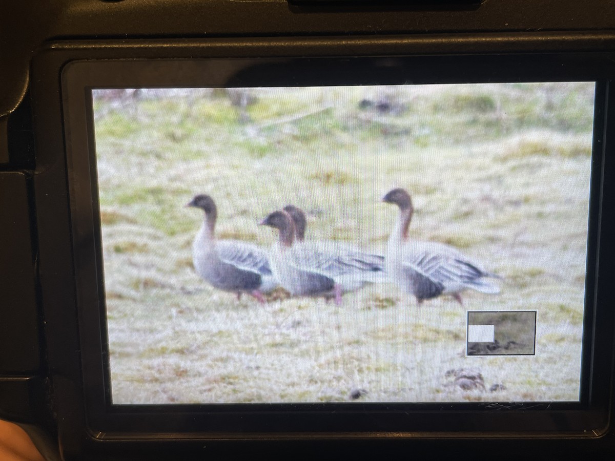 Pink-footed Goose - ML619094345