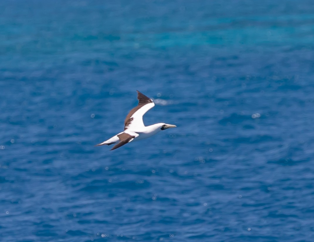 Masked Booby - ML619094382