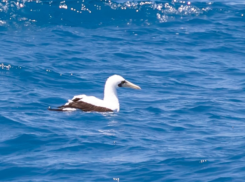 Masked Booby - ML619094383
