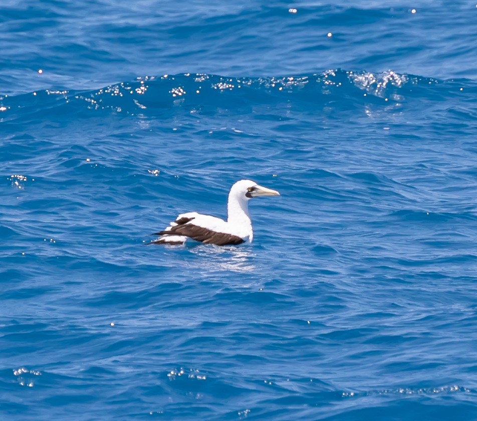 Masked Booby - ML619094384