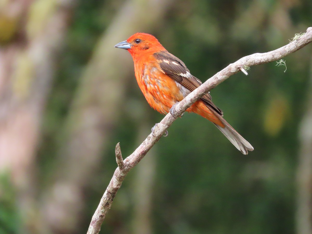 Flame-colored Tanager - ML619094406