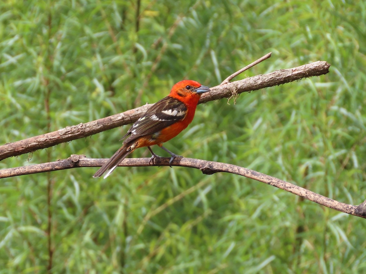 Flame-colored Tanager - ML619094413