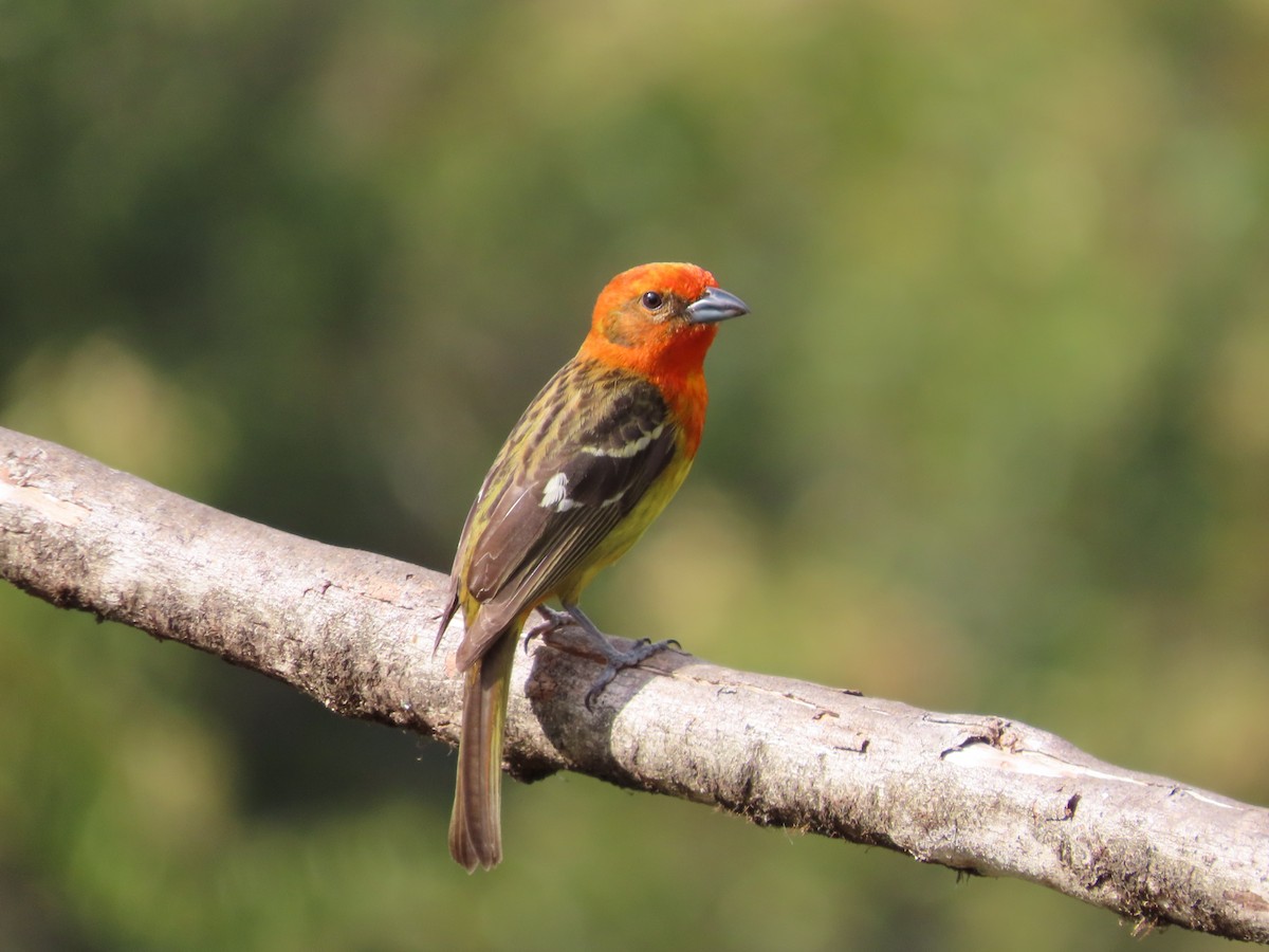 Flame-colored Tanager - ML619094414