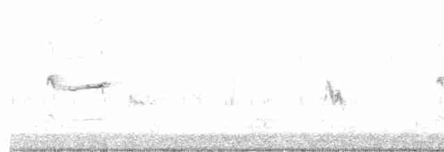 hvithalesvømmesnipe - ML619094469