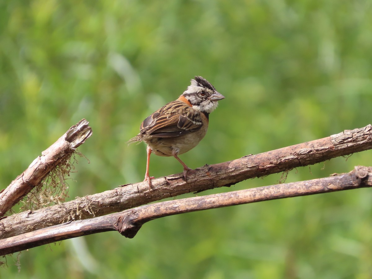 Rufous-collared Sparrow - ML619094474