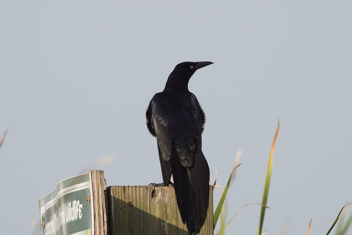 Great-tailed Grackle - ML619094484