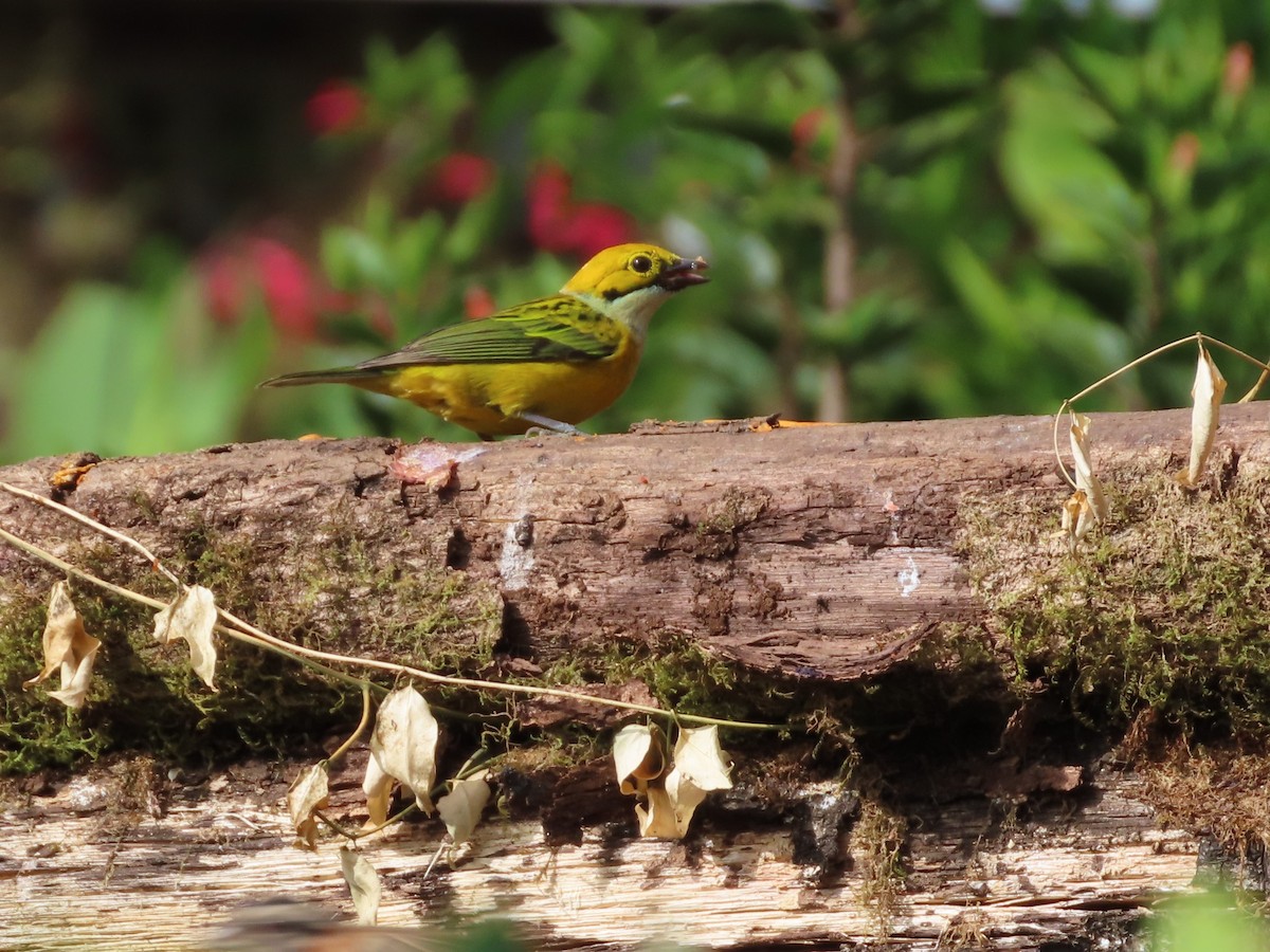 Silver-throated Tanager - ML619094503