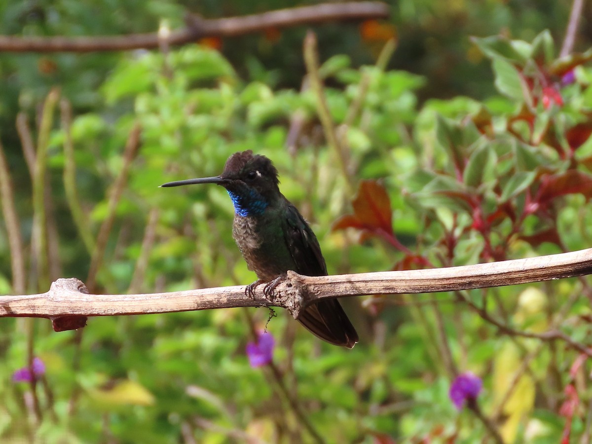 Talamanca Hummingbird - ML619094547