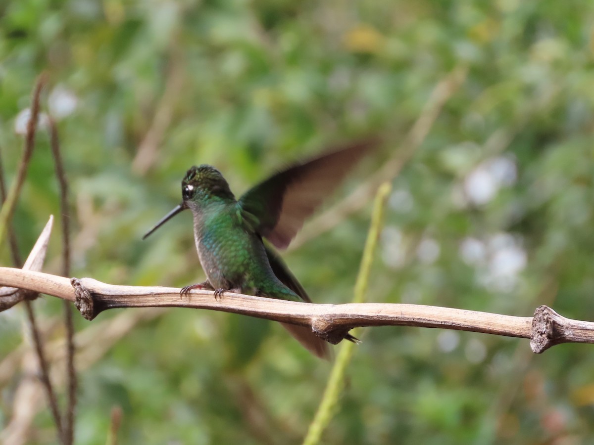 Talamanca Hummingbird - ML619094549