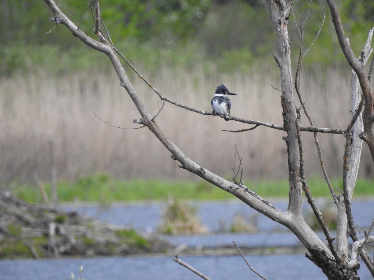 Belted Kingfisher - ML619094551