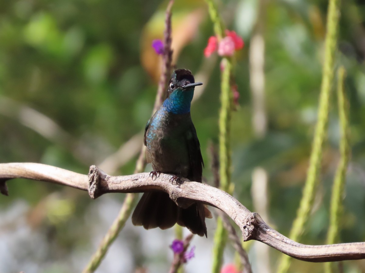 Talamanca Hummingbird - ML619094553