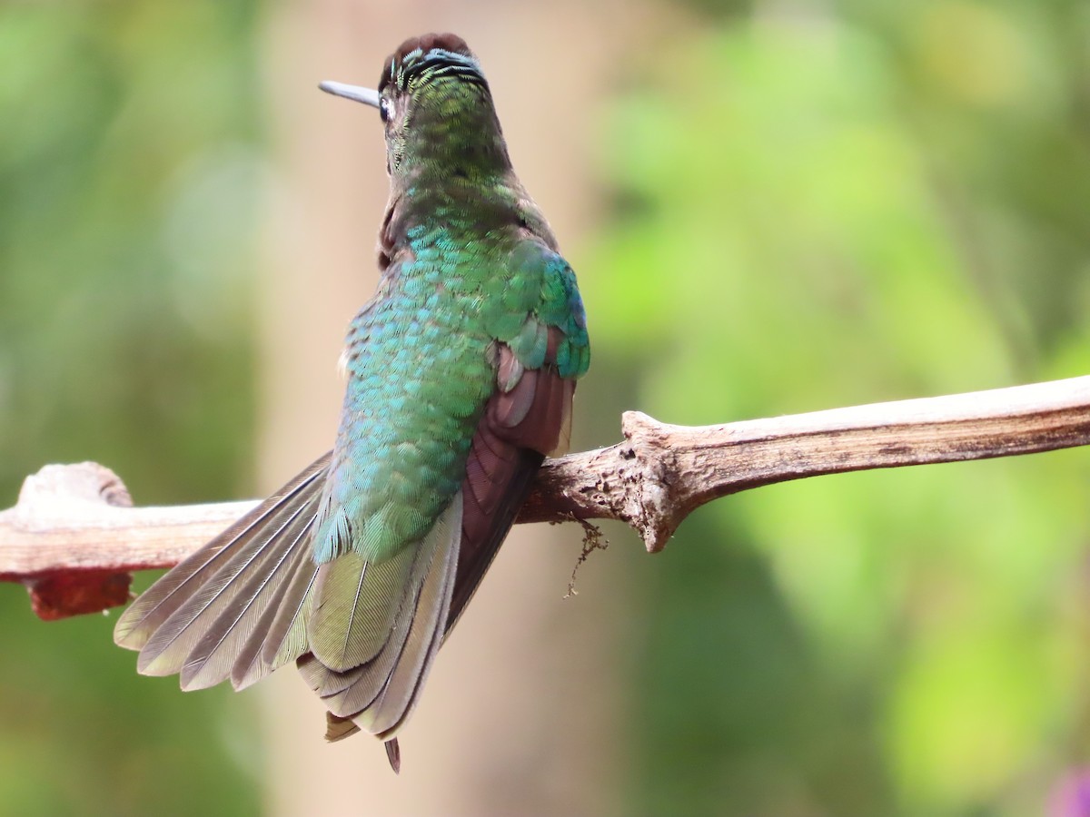 Talamanca Hummingbird - ML619094565